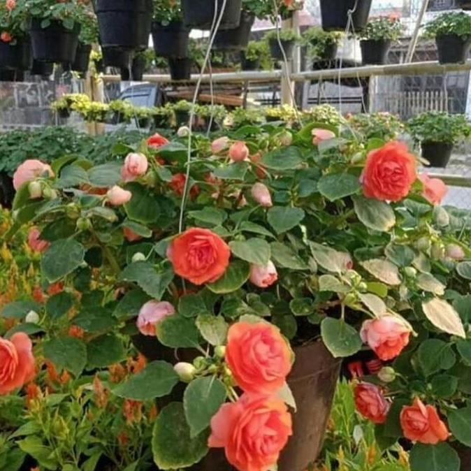Promo TANAMAN HIAS BUNGA IMPERSION / PACAR AIR + POT GANTUNG Diskon