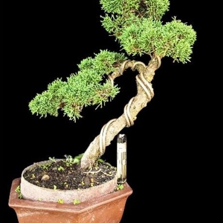 bonsai cemara kishu pingpong