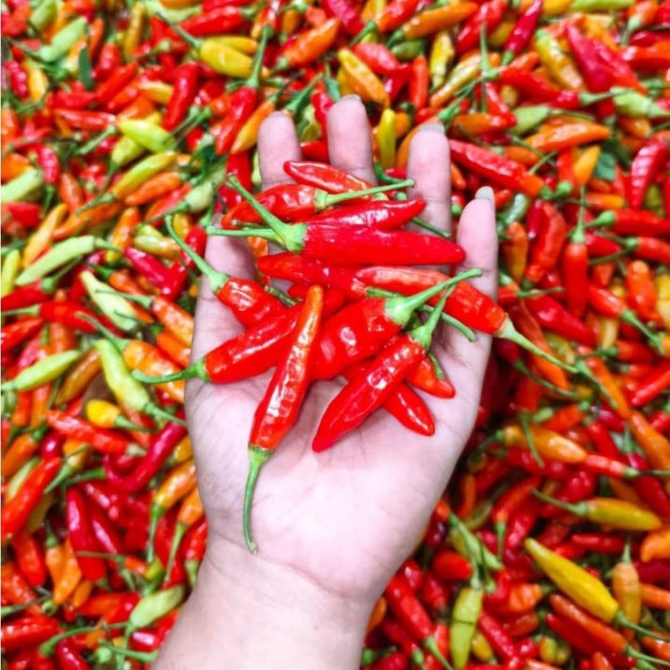 Cabe Rawit Merah Berkualitas Pilihan Segar Fresh 1 Kg / 1000 gr Rawit Merah Keriting Tw Tewe Merah