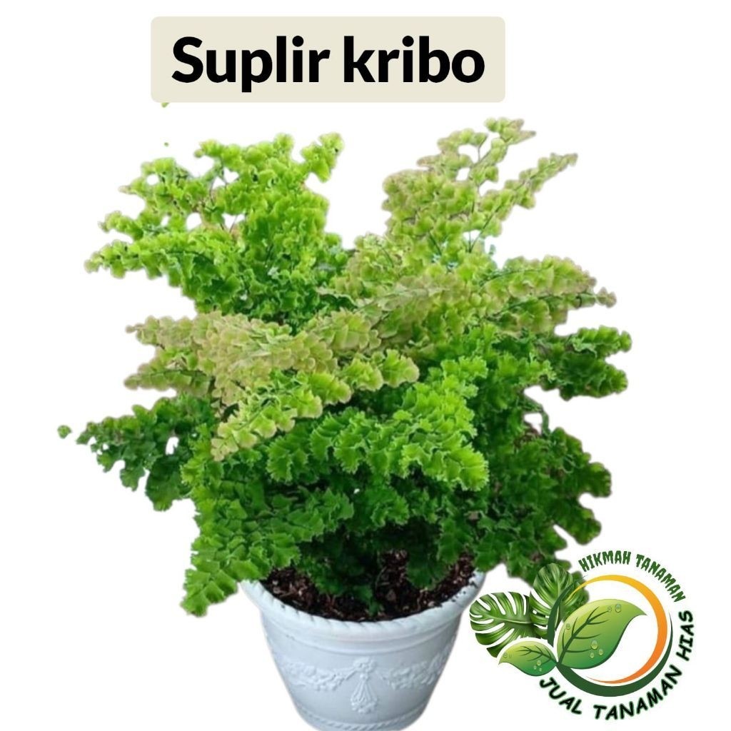 tanaman suplir keriting suplir kribo - suplir