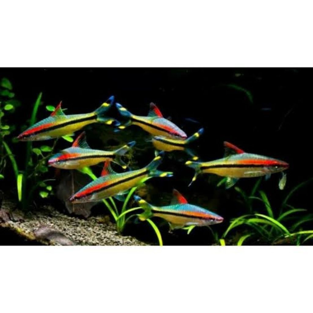 ikan hias pontius denisoni aquascape