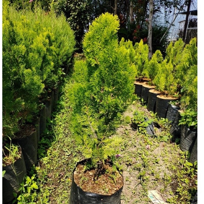 Tanaman hias Cemara Kipas rimbun - Cemara kipas tinggi 100cm - Cemara kipas tinggi 1 meter