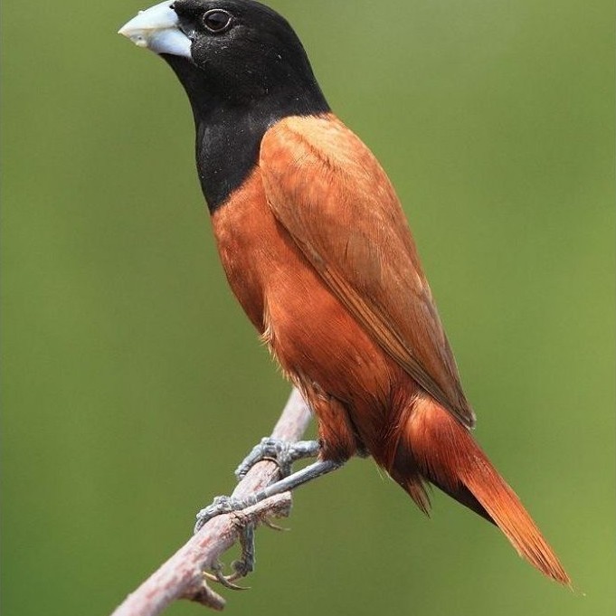 BHM finch sepasang