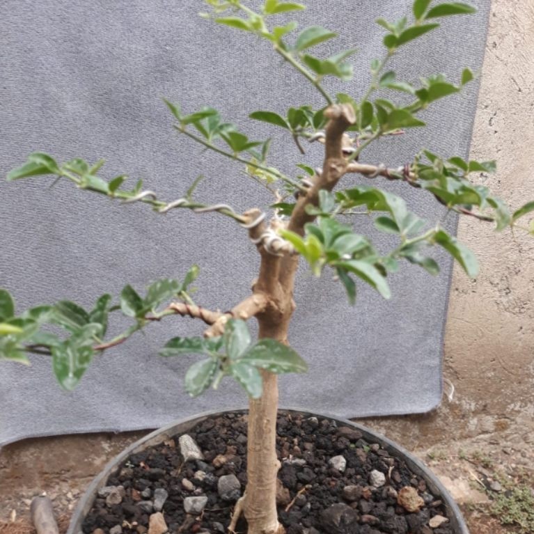 Bonsai Jeruk Kinkit Natural Sesuai Foto