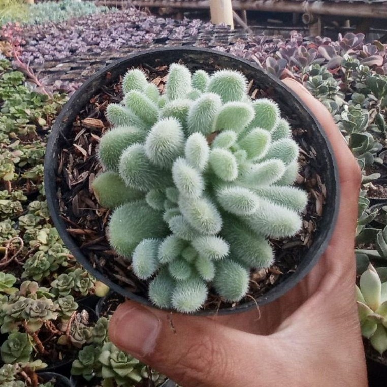 Sukulen dan Kaktus | Sedum Hintonii Cluster