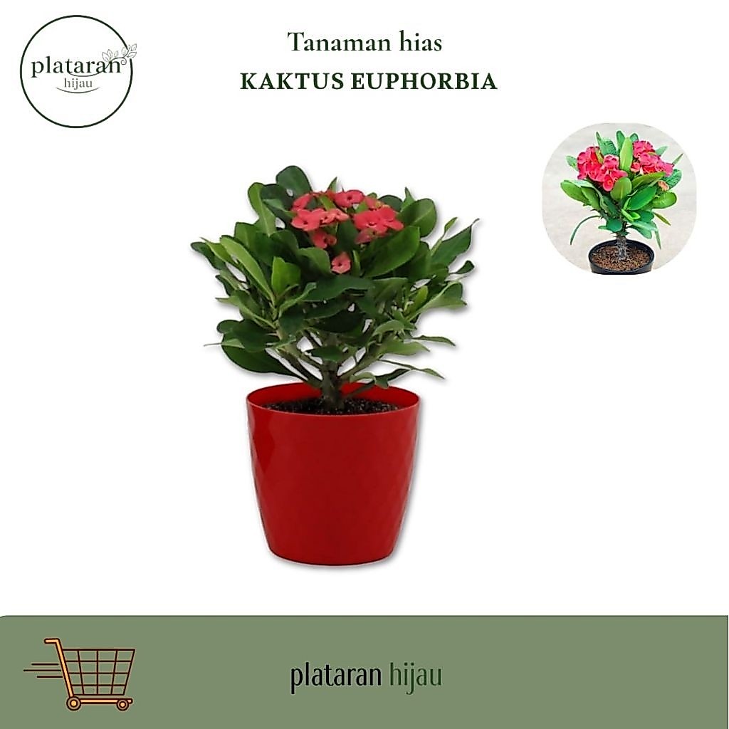 Tanaman Hias Kaktus Euphorbia Bunga Merah bibit kaktus euphorbia