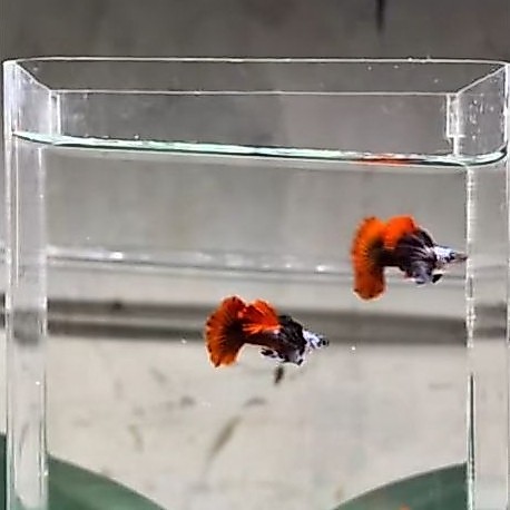 ikan guppy prtde hiasan aguarium