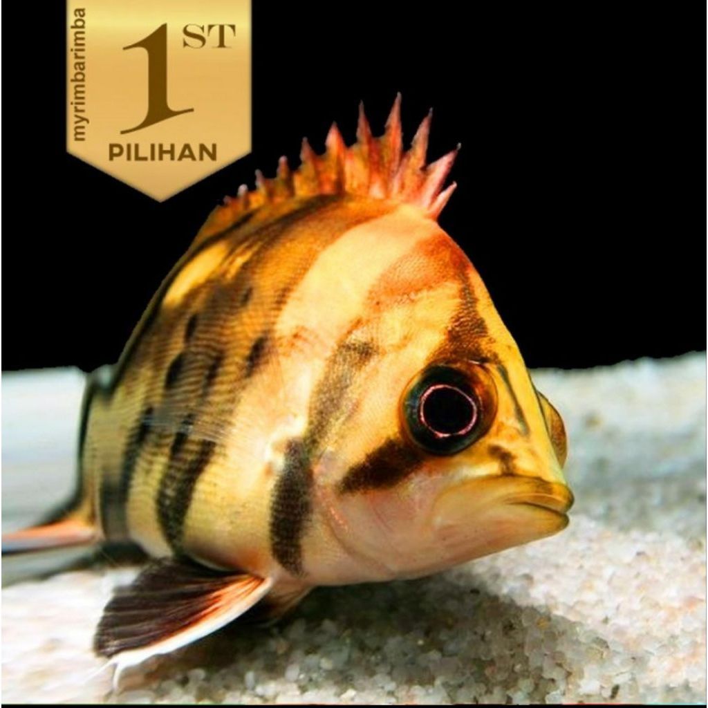 Baby Datnoid Tiger Fish Ikan Hias Datz Hiasan Aquarium Aquascape