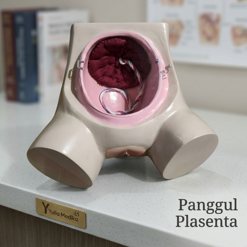 Phantom manikin panggul Plasenta / Phantom manikin manual plasenta