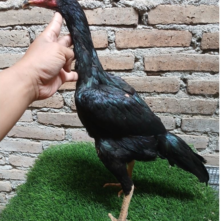 Plucker Ayam Dere Kumbang trah plucker x mangon