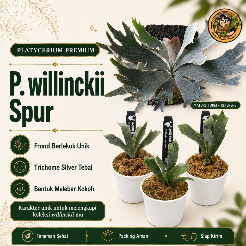 Platycerium Willinckii Dwarf Spur Sporeling Tanaman Hias Tanduk Rusa Simbar