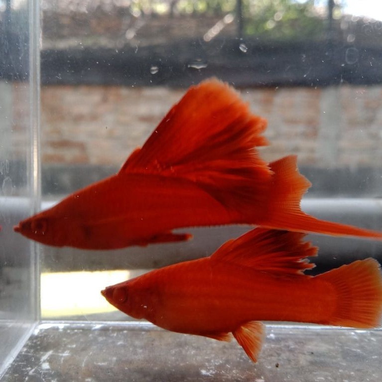 Hiasan Akuarium Blood Red Platy Ukuran 3-4cm