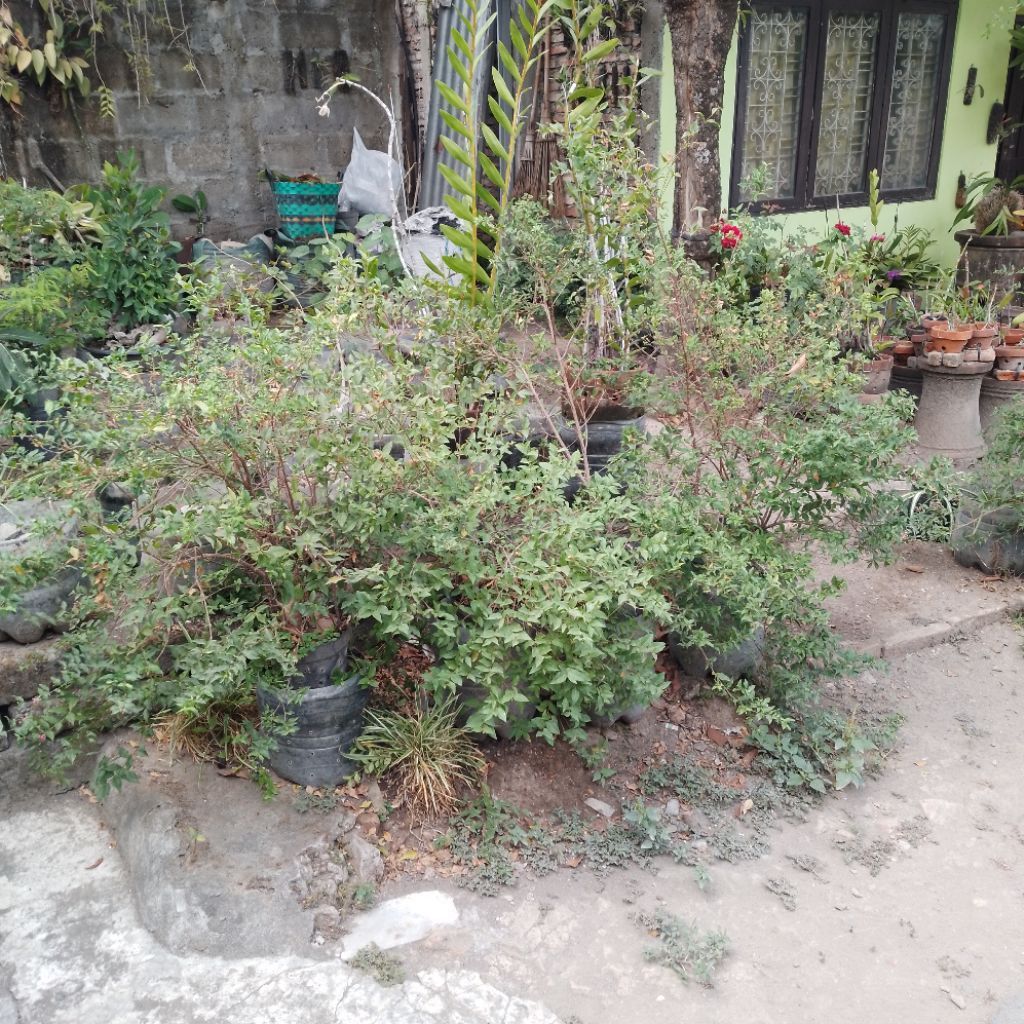 BONGGOL SAKURA MICRO INDUKKAN SAKURA MIKRO BONSAI SERIBU BINTANG GROSIR MURAH TREND VIRAL SHOPEE 9.9