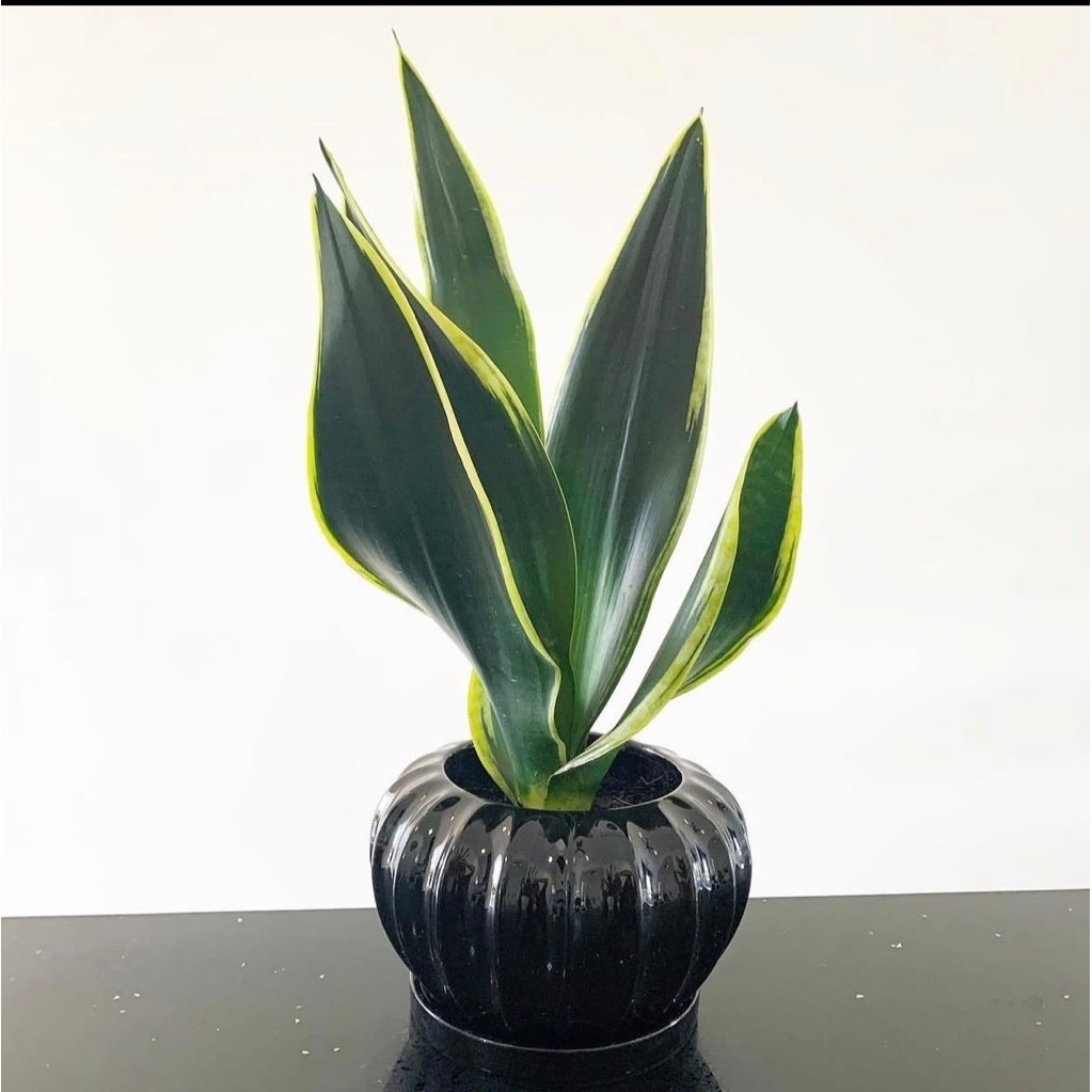 Sansevieria Black Gold Lidah Mertua