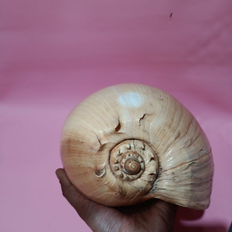 Cangkang Kerang Binga Jumbo Kerang Besar untuk koleksi