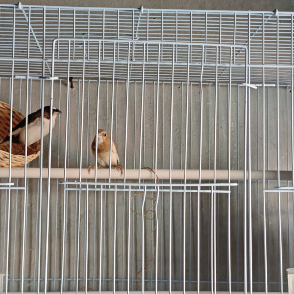 Burung emprit jepang