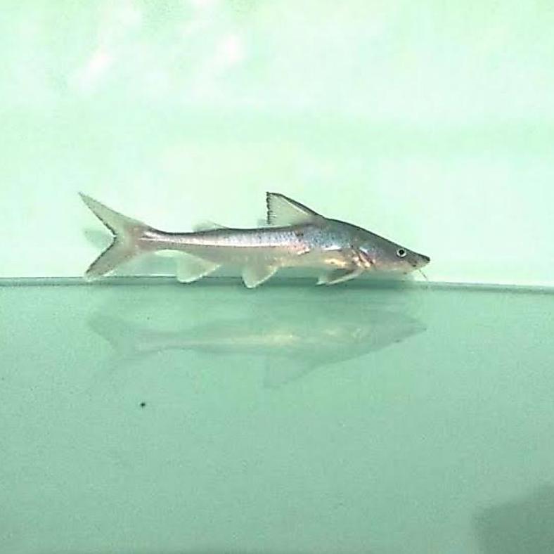 Hemiarus Stormii Catfish Ukuran 7-8cm Sehat Mulus
