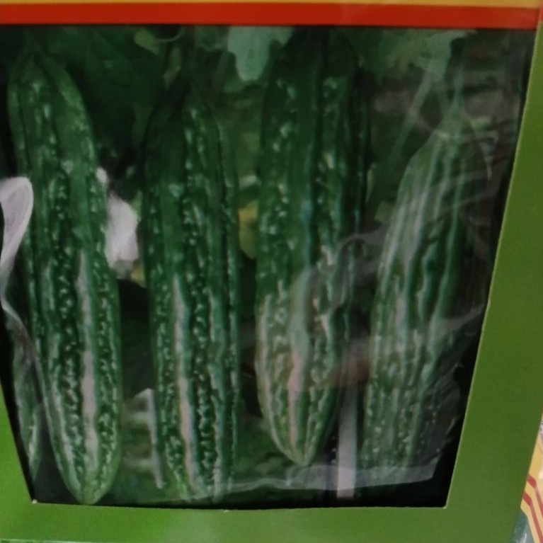 Benih Bibit Melon Top Red F1 Isi 500 Biji Exp. 2027 TANIGRAS