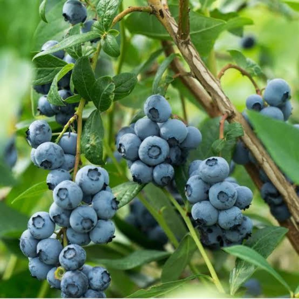 Bibit blueberry cangkok super genjah