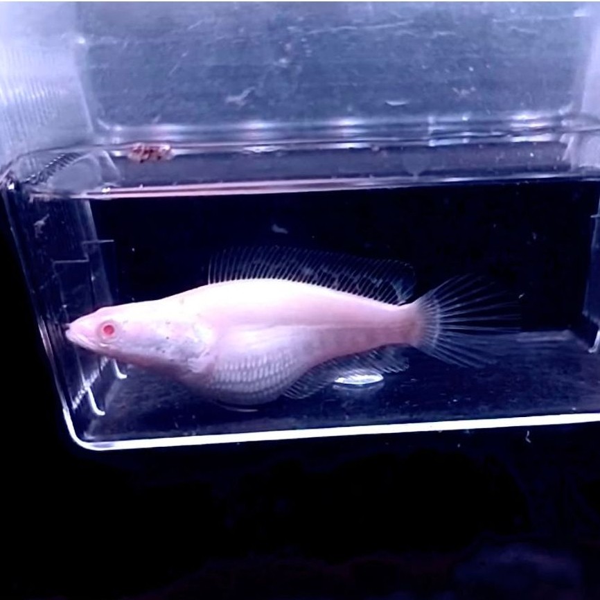 gantungan kunci striata albino ssb