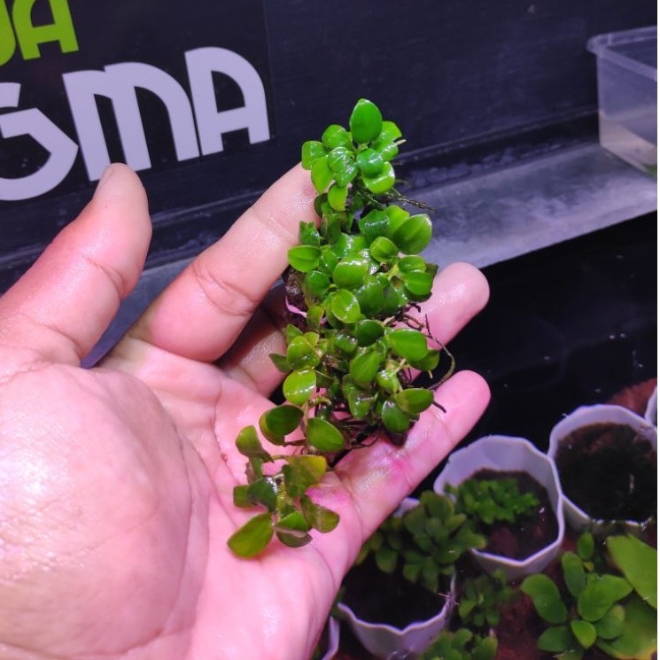 anubias petite MP