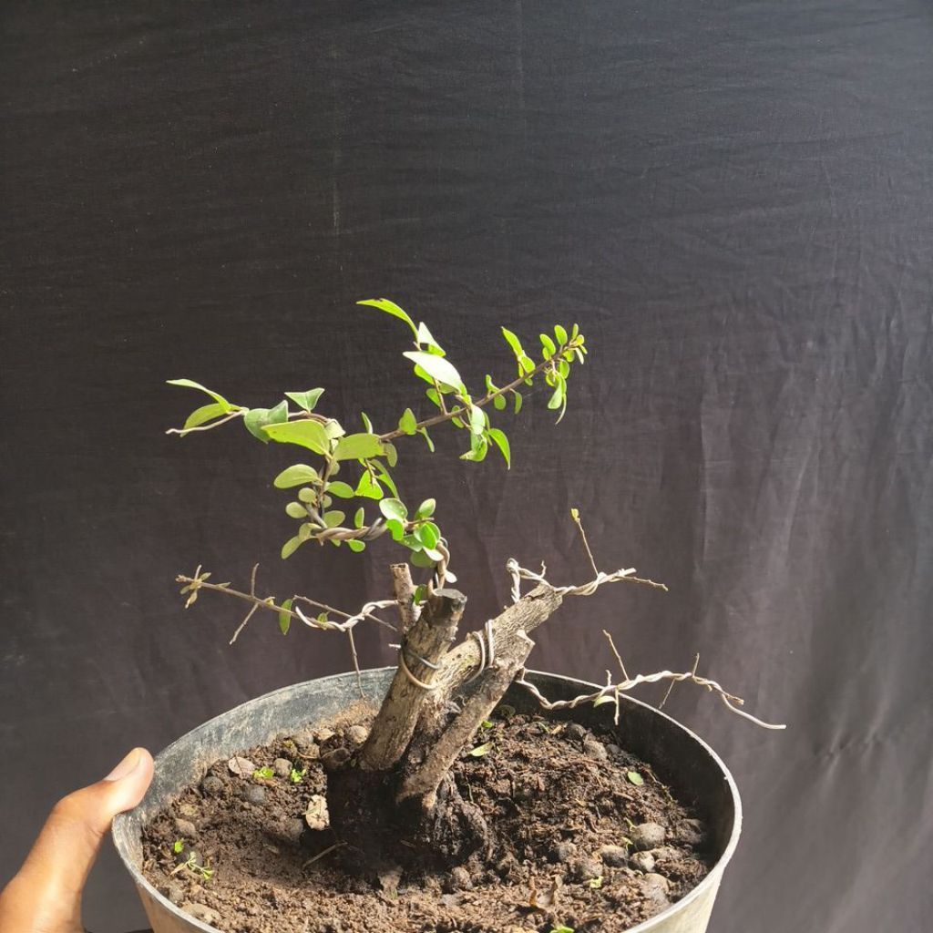 bonsai bahan mustam fresh