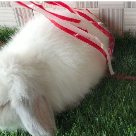 Kelinci Fuzzy lop REW