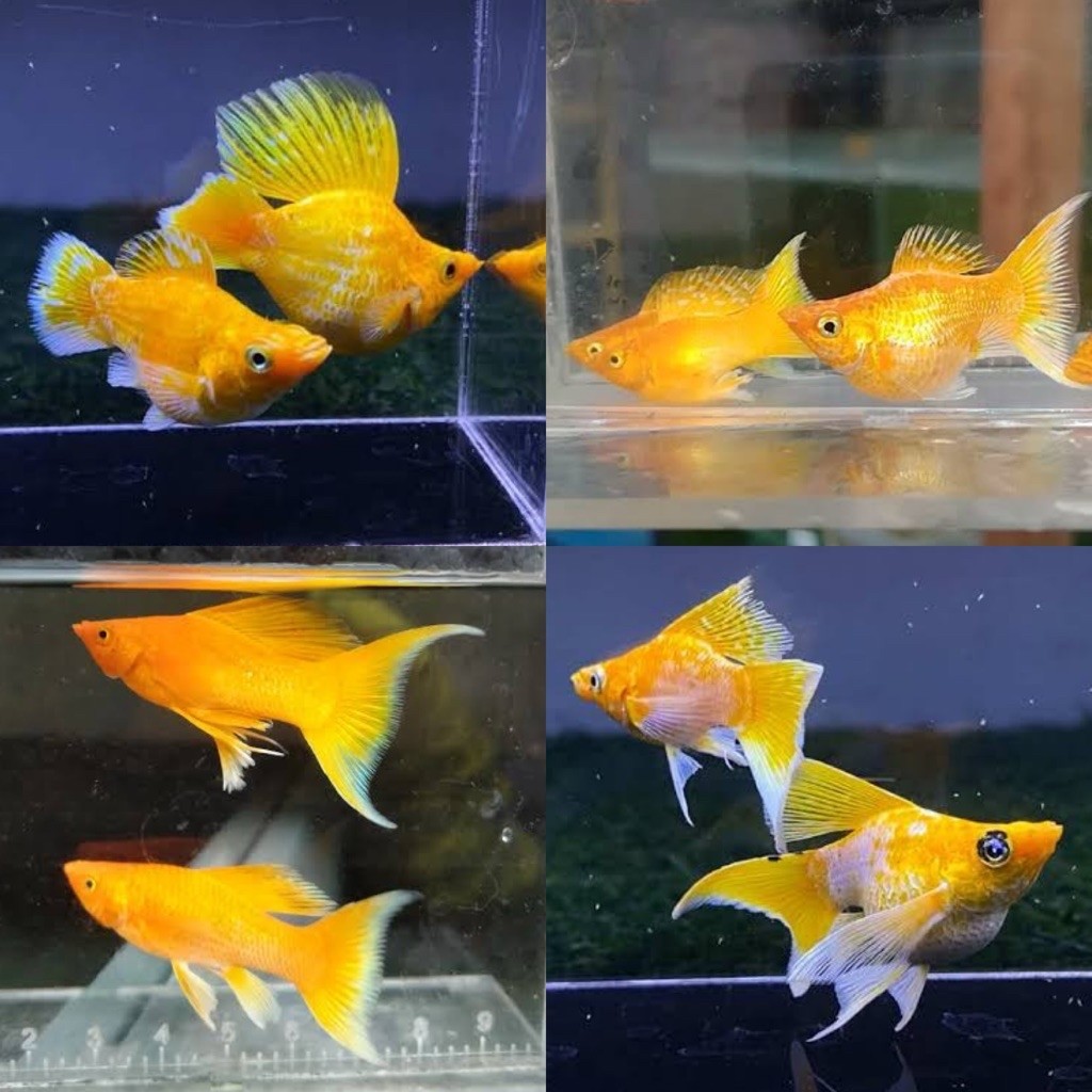 [Chan Aquatic] Ikan Hias Molly Gold Veiltail | Molly Gold Cawang | Size M+