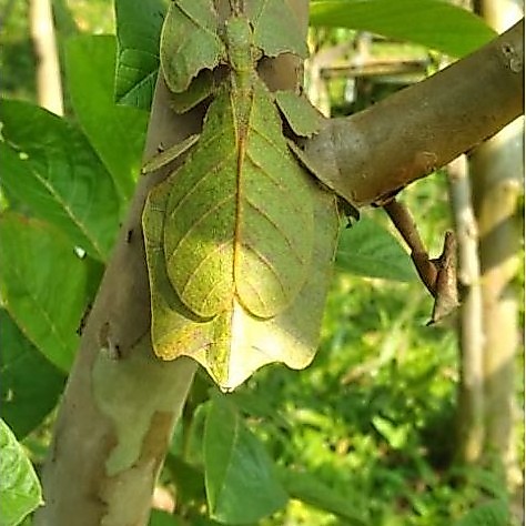 belalang daun jambu betina hidup