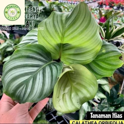 Tanaman Hias Calathea Orbifolia - Calathea Orbifolia Orbi