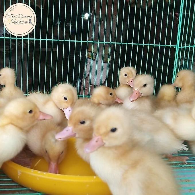 Anak bebek peking super umur 1minggu GOSEND (BANDUNG & KAB SEKITAR)