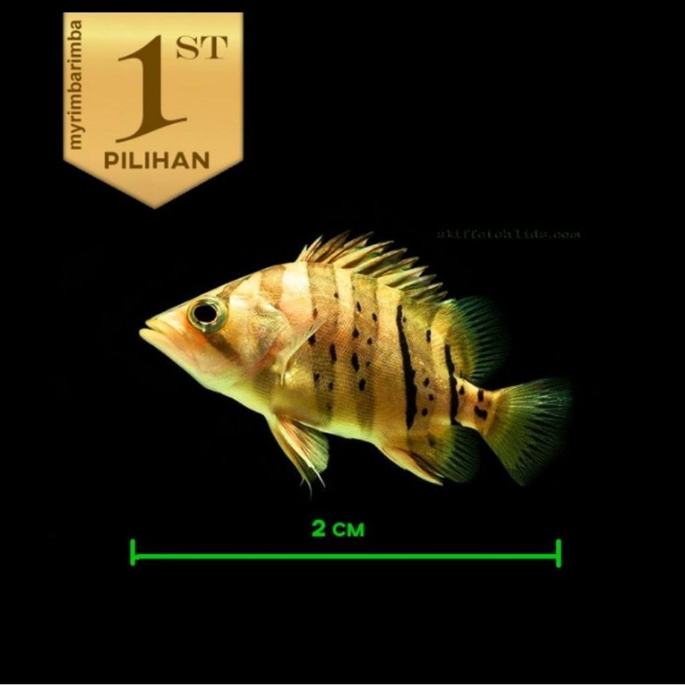 Baby Datnoid Tiger Fish Ikan Hias Datz Hiasan Aquarium Aquascape