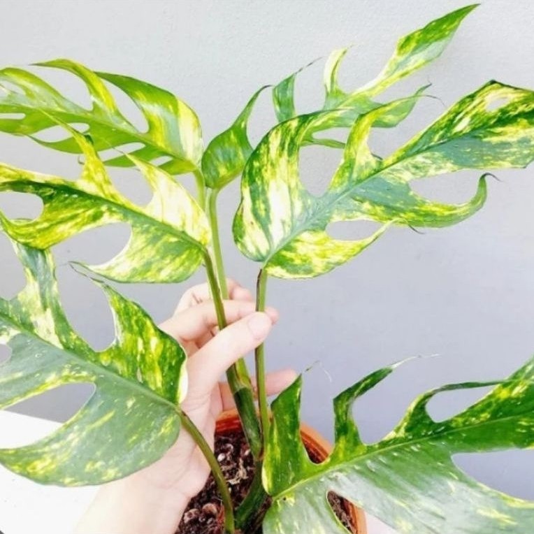 Pohon epipremnum pinnatum variegata
