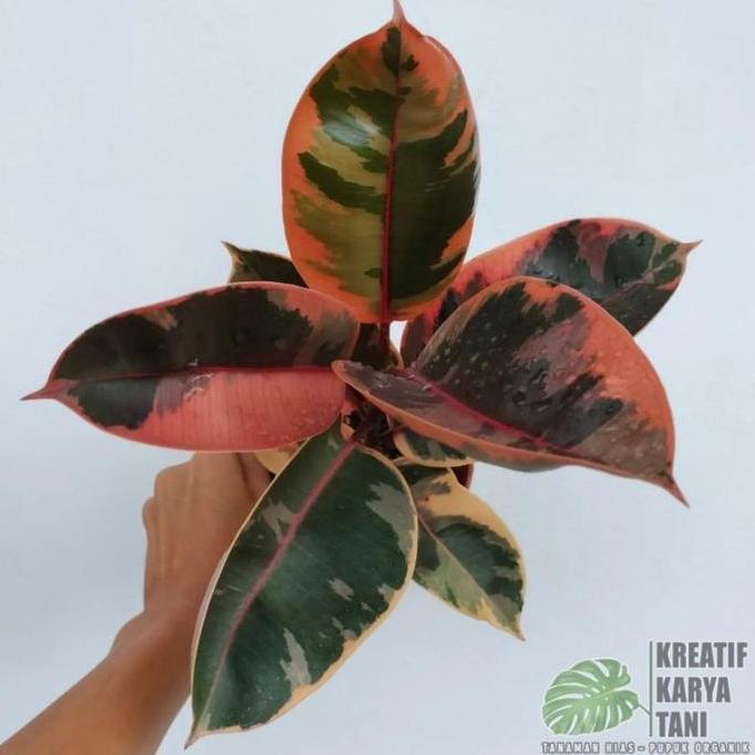 Tanaman hias ficus elastica ruby - Ficus elastica ruby