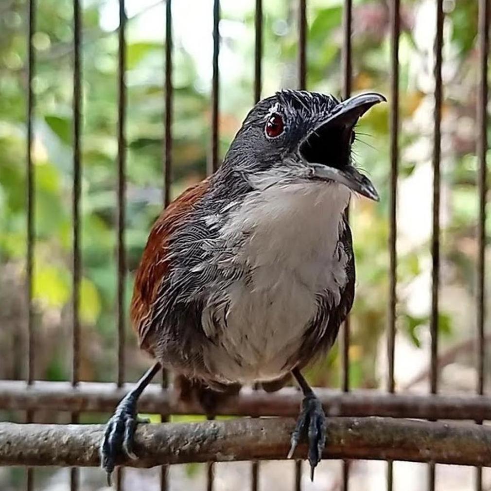 [AZF] Burung Masteran Suara Tembakan Sniper Handal Cocok Untuk Pertandingan Burung Suara Jernih Dan 
