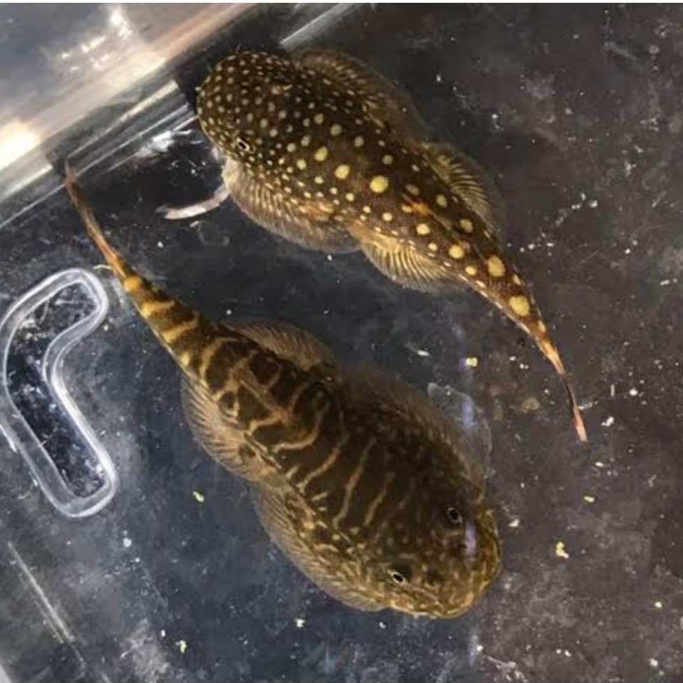 Ikan Borneo Sucker Algae eater pemakan alga untuk aquascape