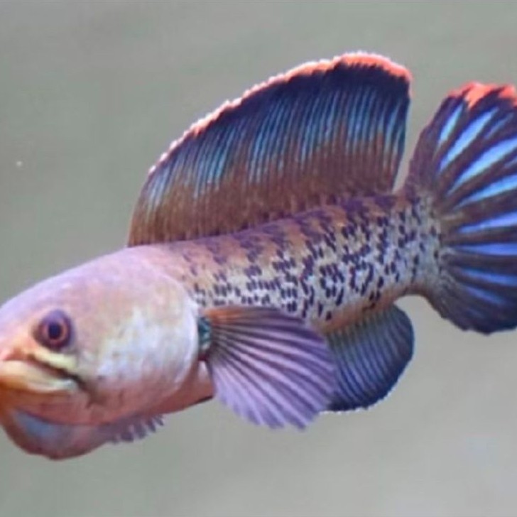 CHANA STEWARTI -+15CM PER EKOR