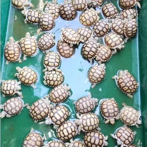 mainan Sulcata 6cm Ternakan Lokal