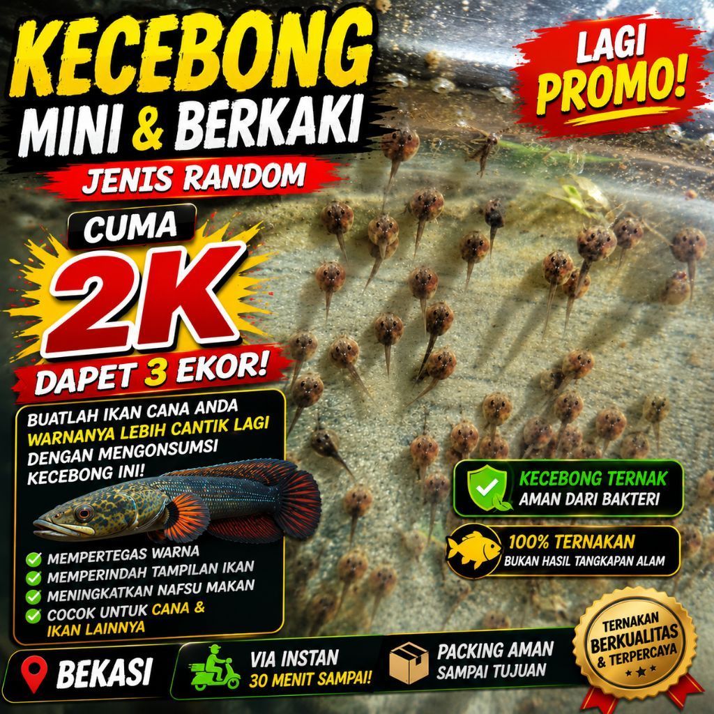 Kecebong Berkaki & Mini (Ukuran Campur)  2K 3 ekor| Pakan Ikan Predator Channa Gabus Bichir Arwana |