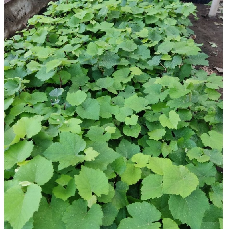 Bibit Rootstock