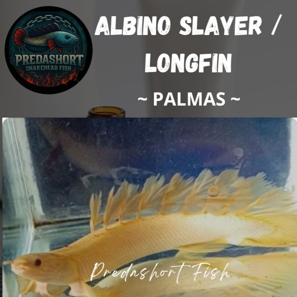 palmas albino slayer / longfin berkualitas bergaransi