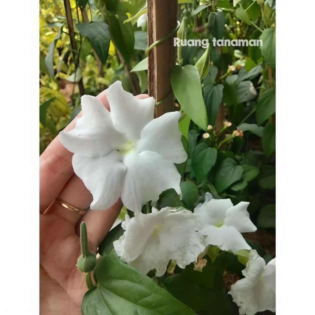 Promo tanaman hias thunbergia bunga putih siap berbunga