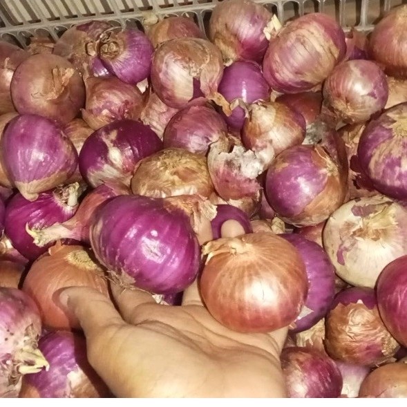 Bawang Merah India