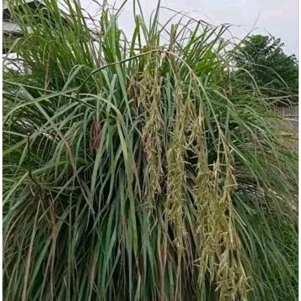 Bunga serai wangi serai merah per 35 tangkai segar..