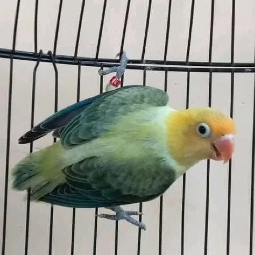 Burung Lovebird Biola Parblue Euwing Green Pilihan