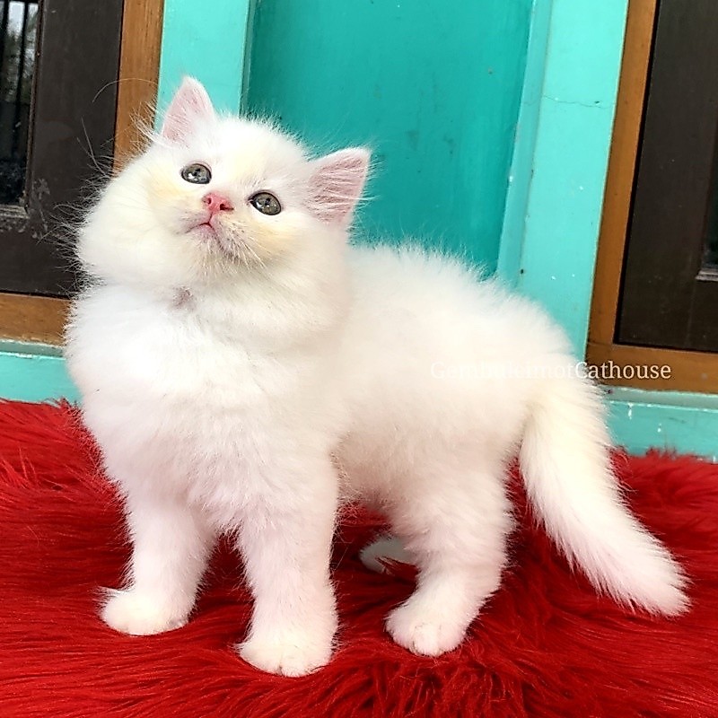Kucing Kitten Persia Bulu Kapas Longhair White Solid