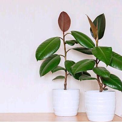 Gardener- Tanaman Hias Picus Karet Kebo / Tanaman Hias Hidup Picus Karet Kebo Pot