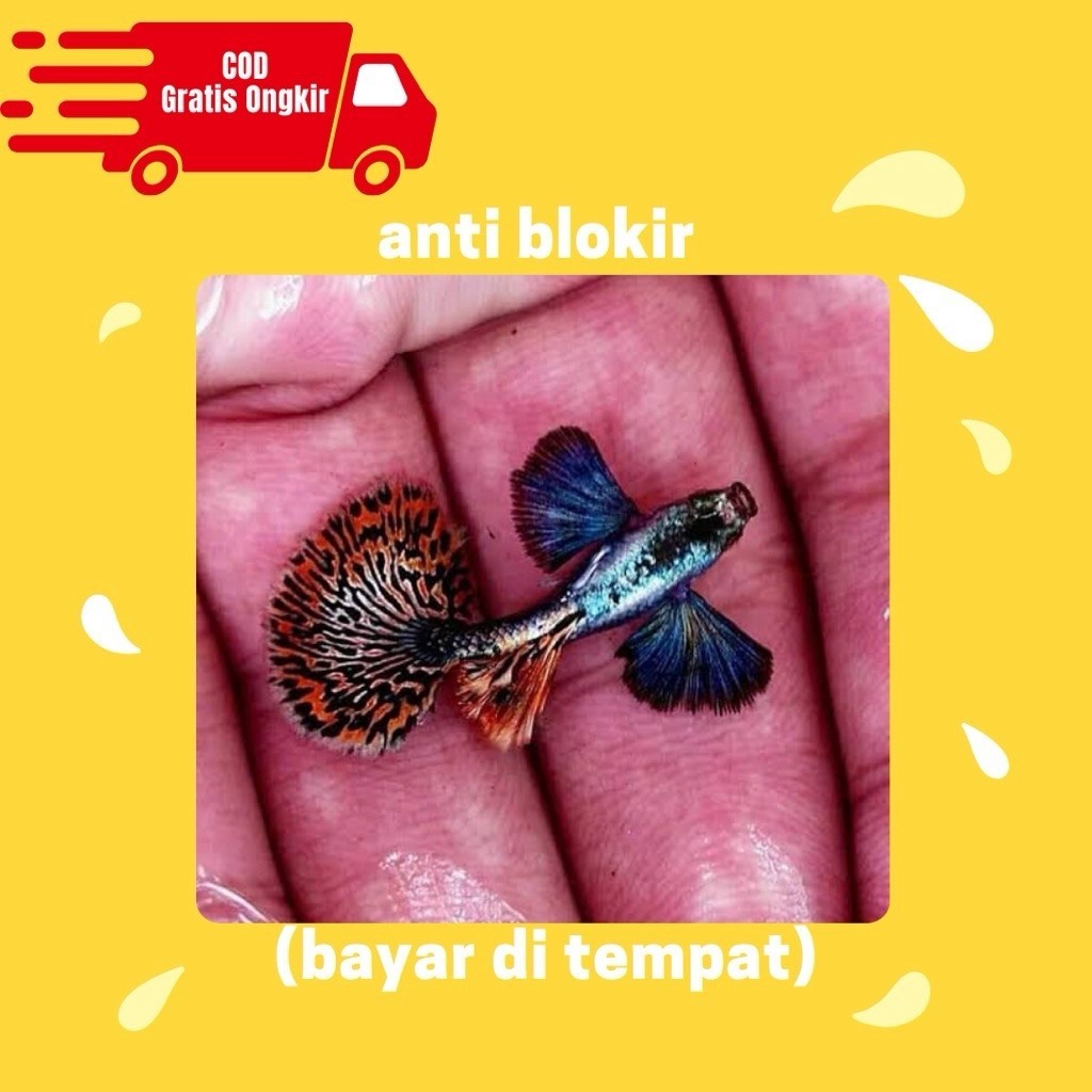 hiasan aquarium sepasang guppy prembe platinum red mozaik big ear siap pijah