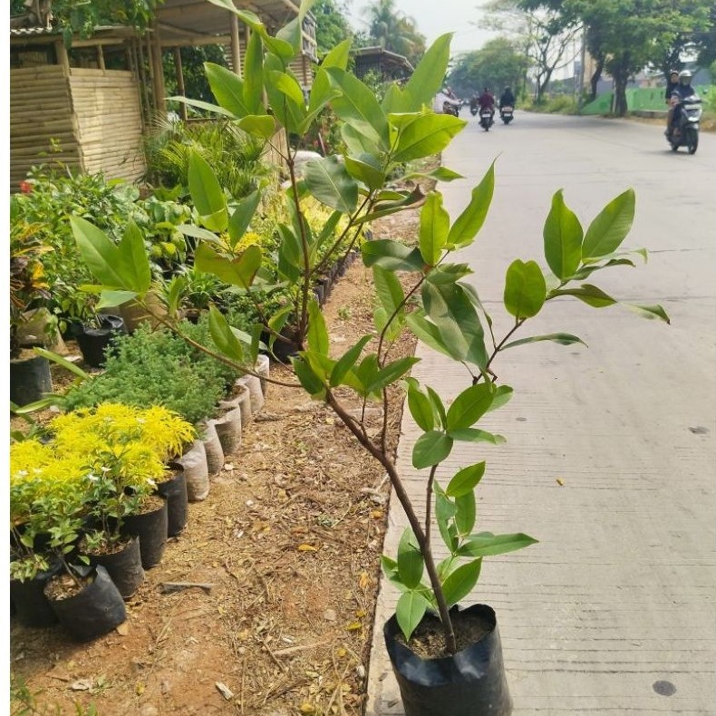 Tanaman Buah Jambu Air Cincalo pohon jambu cincalo