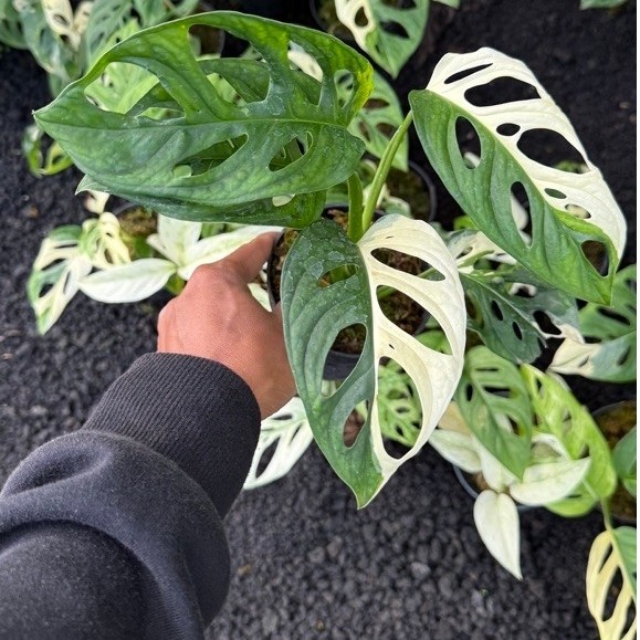 Tanaman Janda Bolong Acuminata Japan Varigata - Monstera Acuminata Japan Var - Bibit Janbol Indoor